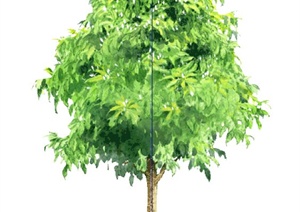 手绘2D树木植物SU(草图大师)素材模型