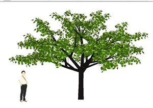 三棵树木植物SU(草图大师)素材模型