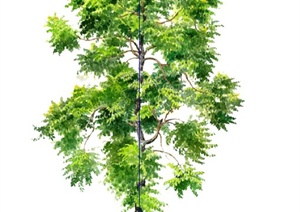 树木手绘植物SU(草图大师)素材模型