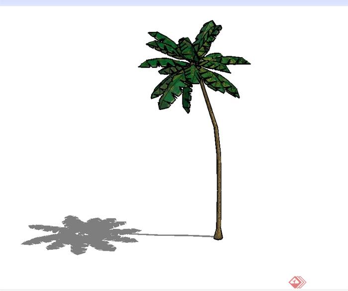 经典的椰子树植物素材设计SU模型(1)