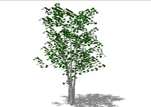 乔木植物设计SU(草图大师)模型
