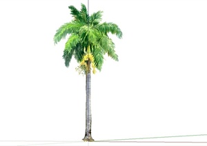 手绘棕榈植物设计SU(草图大师)模型