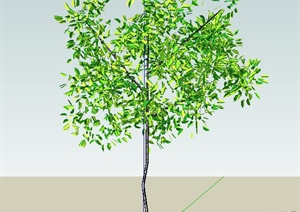 一棵树木植物素材SU(草图大师)模型