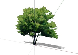 某单棵详细的手绘树木素材设计SU(草图大师)模型