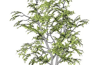 一棵经典树木植物SU(草图大师)模型