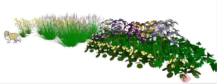 地被观赏草、小花植物素材SU模型(2)