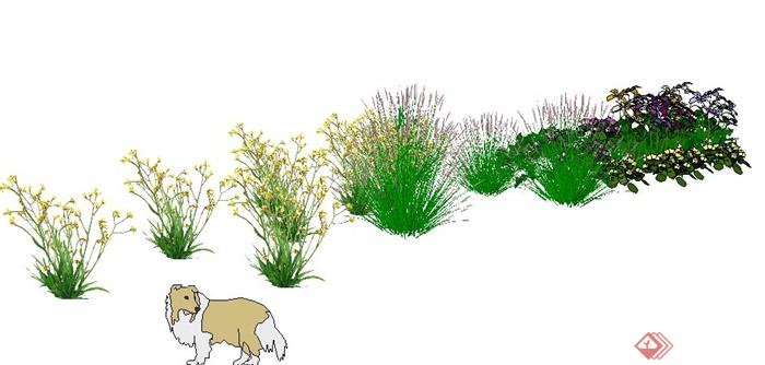 地被观赏草、小花植物素材SU模型(3)
