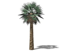 棕榈植物设计SU(草图大师)模型