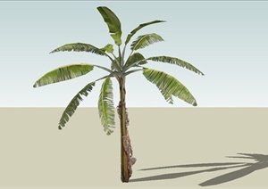 精致棕榈植物设计SU(草图大师)模型