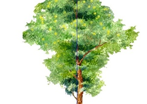 手绘2D样式绿树植物SU(草图大师)素材模型