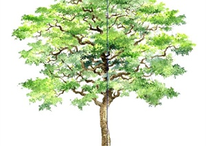 2D树木手绘植物SU(草图大师)素材模型
