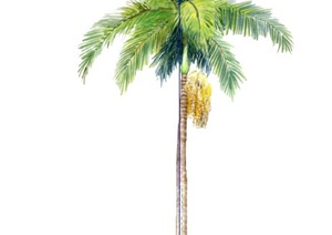手绘棕榈植物SU(草图大师)素材模型