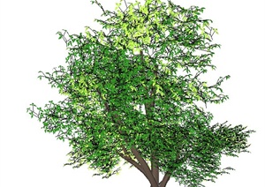 经典3D绿树植物素材SU(草图大师)模型