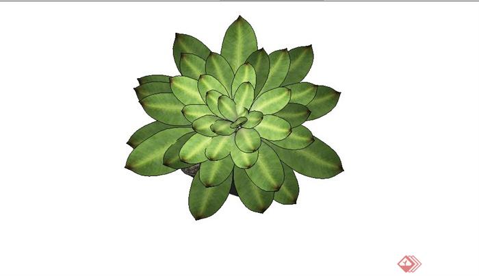 精美盆景植物设计SU模型(2)