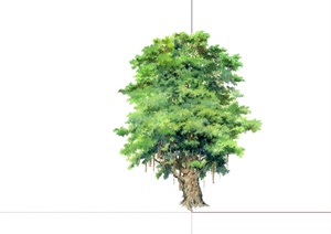 2d详细的景观树木植物设计SU(草图大师)素材模型