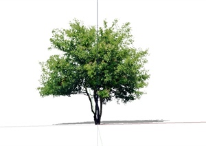 单棵详细手绘树木植物SU(草图大师)素材模型