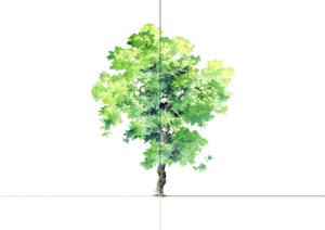 手绘单棵2d树木设计SU(草图大师)素材模型