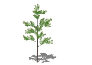 细致松树素材设计SU(草图大师)模型
