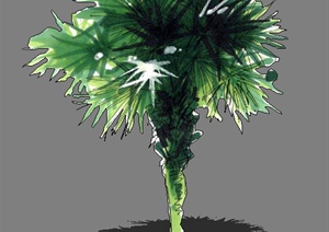 手绘2D棕榈植物SU(草图大师)素材模型