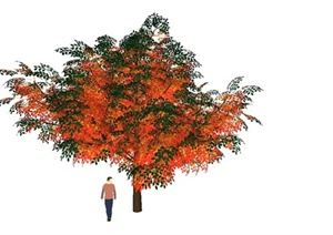 某精致色叶树设计SU(草图大师)模型