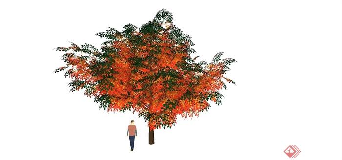 某精致色叶树设计SU模型(1)