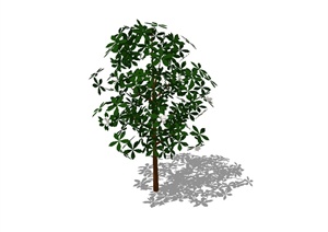 某单棵乔木植物素材SU(草图大师)模型