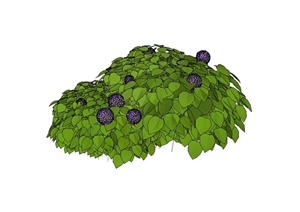 经典花卉从植物素材设计SU(草图大师)模型