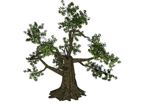 经典详细完整的树木素材设计SU(草图大师)模型