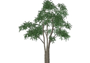 某经典树木素材设计SU(草图大师)模型
