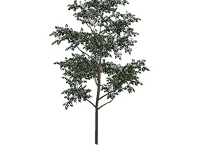 某详细经典树木植物素材设计SU(草图大师)模型