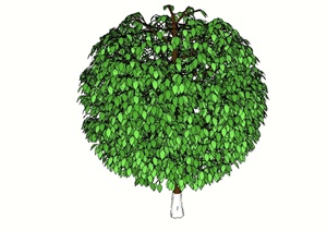 某详细经典的树木植物素材SU(草图大师)模型
