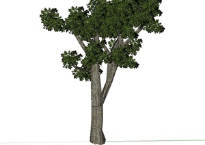 某完整详细经典的树木素材设计SU(草图大师)模型