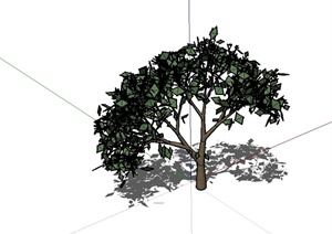 某完整详细的树木素材设计SU(草图大师)模型
