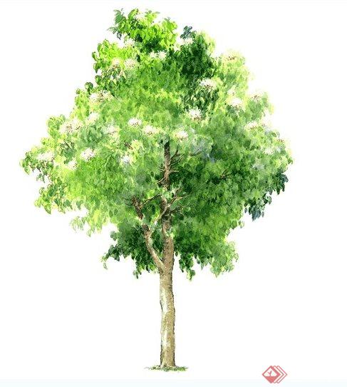 99棵手绘树植物素材jpg图片(3)