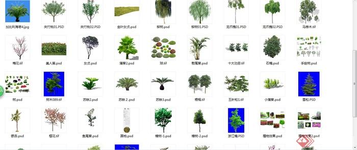 70余种景观树木psd素材(6)