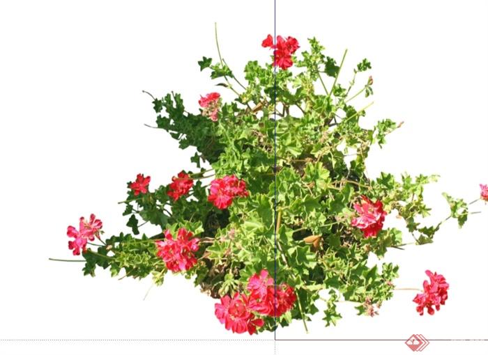 491种不同的花卉灌木植物组件全集设计su模型(4)