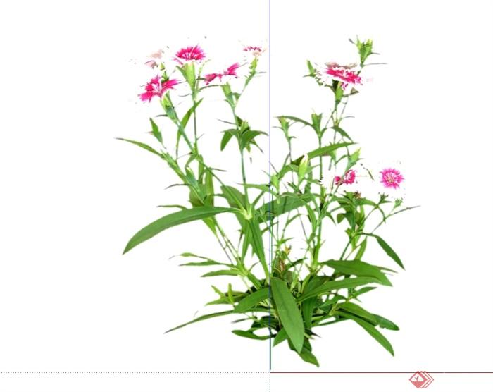 518种不同的花卉灌木植物组件设计su模型全集(6)